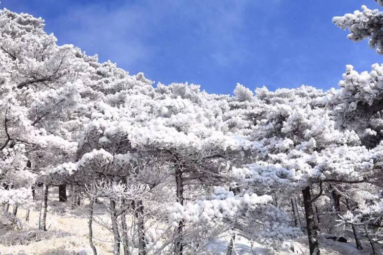 黄山风景区-安徽省·黄山市·黄山区-“天下第一奇山”黄山，五岳归来不看山，黄山归来不看岳，盛名之下无虚士，一片白雪皑皑，美不胜收