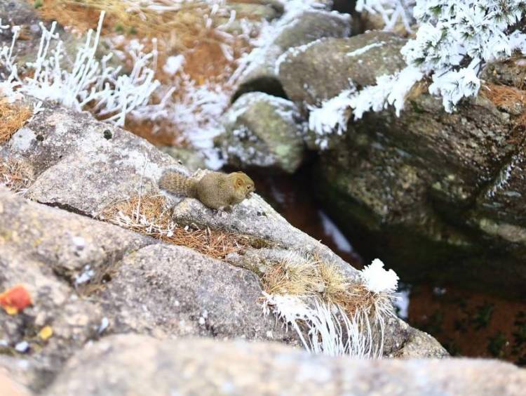 黄山风景区-安徽省·黄山市·黄山区-“天下第一奇山”黄山，五岳归来不看山，黄山归来不看岳，盛名之下无虚士，一片白雪皑皑，美不胜收