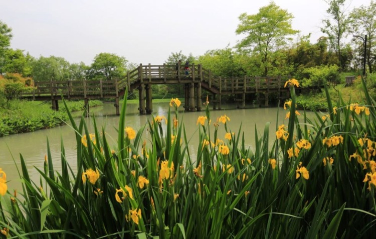 西溪国家湿地公园-浙江省·杭州市·西湖区-西溪湿地水横纵错，环境清幽，水道如巷、河汊如网，鱼塘栉比、诸岛棋布，每个季节都有不同景色，值得一去的！
适合拍摄古风，汉