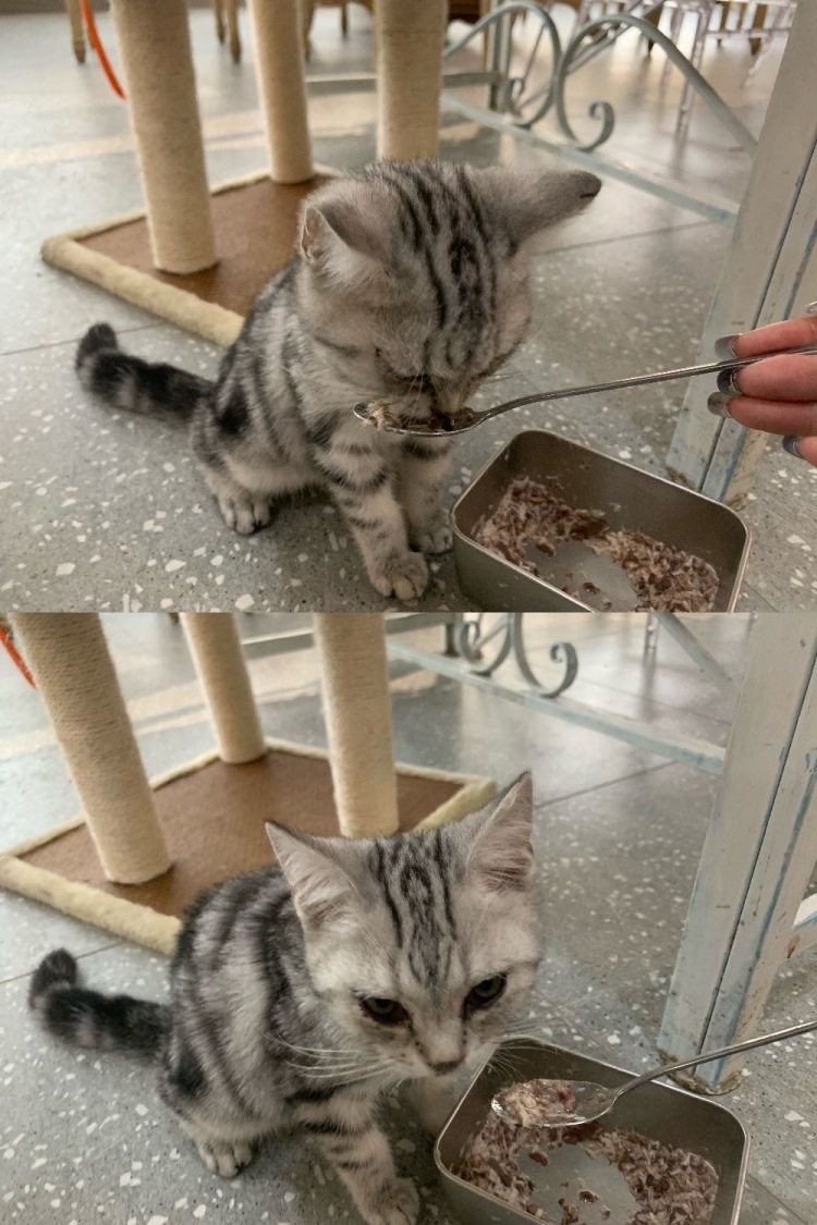 共舞时光猫咪咖啡馆-江苏省·南京市·玄武区-非常宫廷风好看 羊驼猫咪可爱适合拍照 价格适中饮品不错 可以俯视新街口