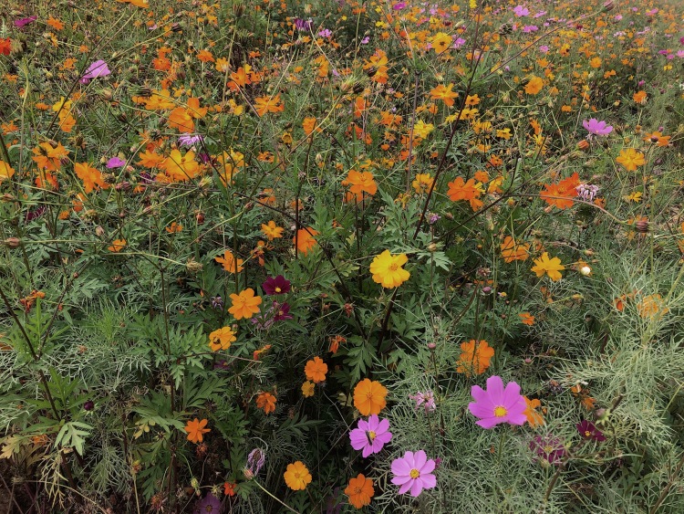 马兰圩湿地公园-江西省·南昌市·新建区-一大片向日葵花海，其中还有一大片马兰花。落日余晖下拍照特别美