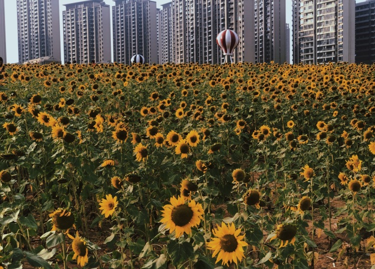 马兰圩湿地公园-江西省·南昌市·新建区-一大片向日葵花海，其中还有一大片马兰花。落日余晖下拍照特别美