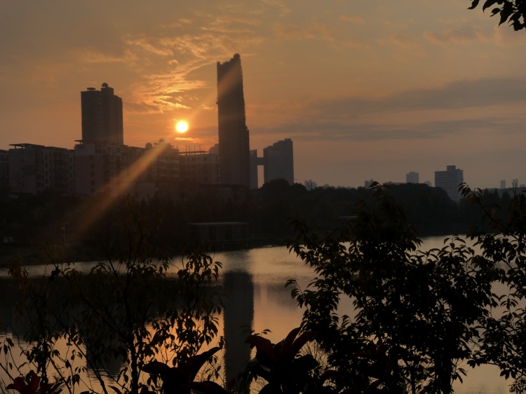 马兰圩湿地公园-江西省·南昌市·新建区-一大片向日葵花海，其中还有一大片马兰花。落日余晖下拍照特别美