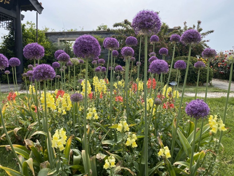 东西湖郁金香主题公园-湖北省·武汉市·东西湖区-郁金香🌷公园👉打卡
美丽的薰衣草🌹绿绿的草坪 ☘️
三月份已经过了看郁金香的季节
只有到处溜达溜达
公园很大 树很多