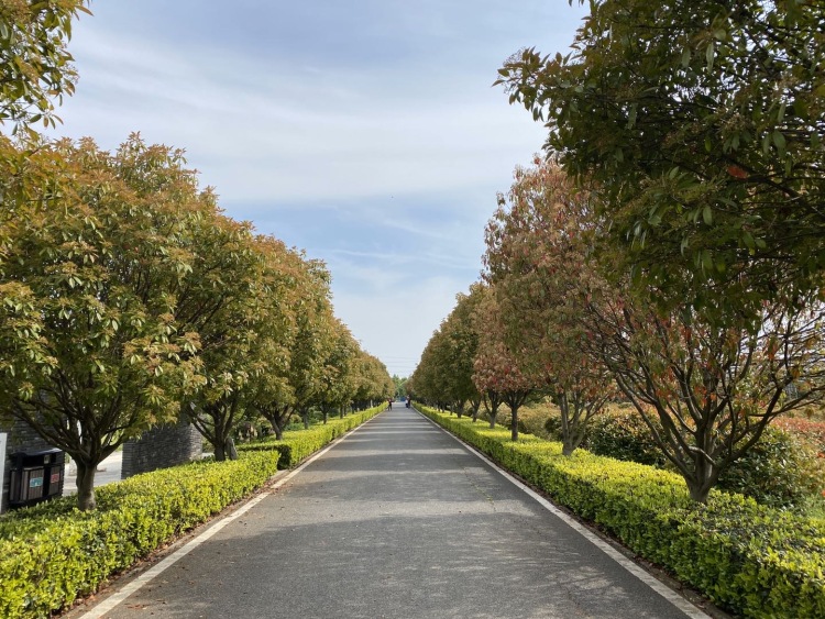东西湖郁金香主题公园-湖北省·武汉市·东西湖区-郁金香🌷公园👉打卡
美丽的薰衣草🌹绿绿的草坪 ☘️
三月份已经过了看郁金香的季节
只有到处溜达溜达
公园很大 树很多
