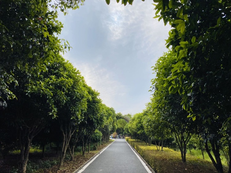 东西湖郁金香主题公园-湖北省·武汉市·东西湖区-郁金香🌷公园👉打卡
美丽的薰衣草🌹绿绿的草坪 ☘️
三月份已经过了看郁金香的季节
只有到处溜达溜达
公园很大 树很多